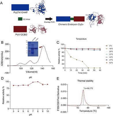 A novel chimeric endolysin Cly2v shows potential in treating streptococci-induced bovine mastitis and systemic infections